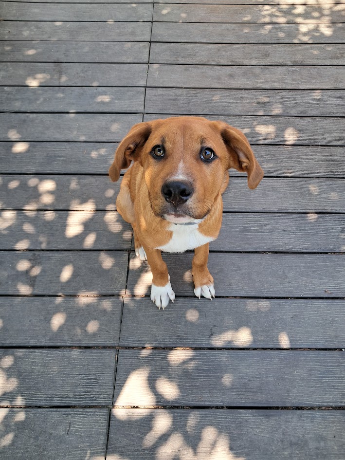 Éducation du chiot : par où commencer quand on est perdu face à tout ce qu&rsquo;on lit ?